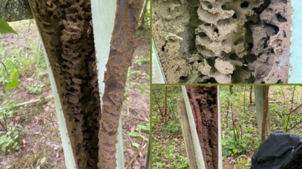 Ant nests in tree collars, images shows inside of collars